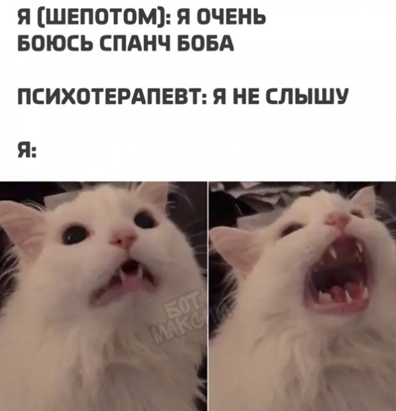 Белый кот кричит