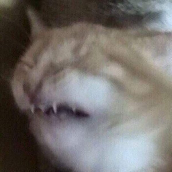 Кот плачет Мем
