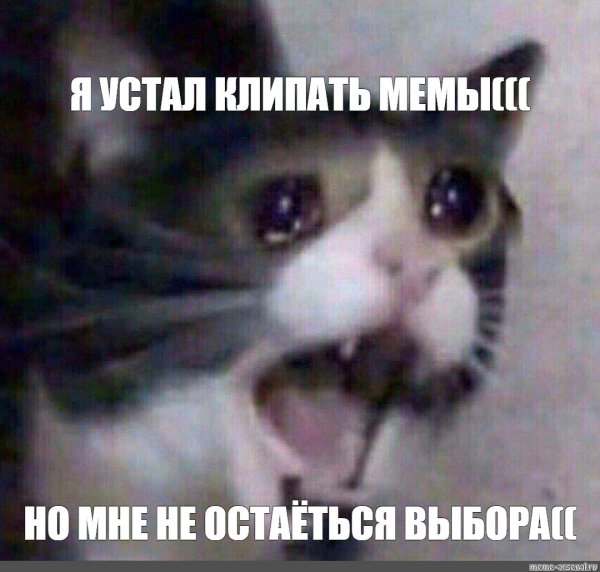Кот плачет Мем