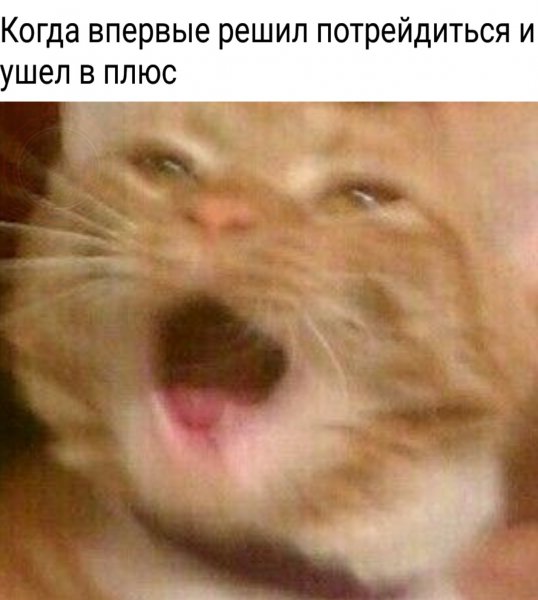 Орущий кот
