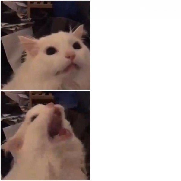 Белый кот Мем
