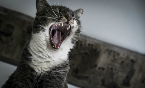Кричащая кошка