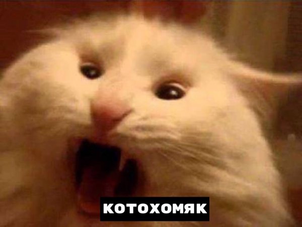 Мем с кричащим котом