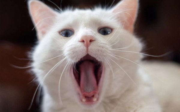 Коты с открытым ртом
