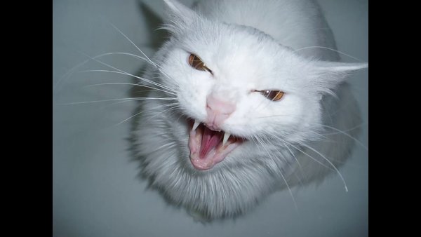 Злой белый кот