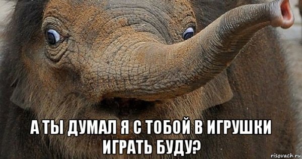 Слоненок Мем