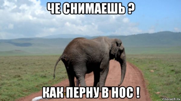 Слоны Мем