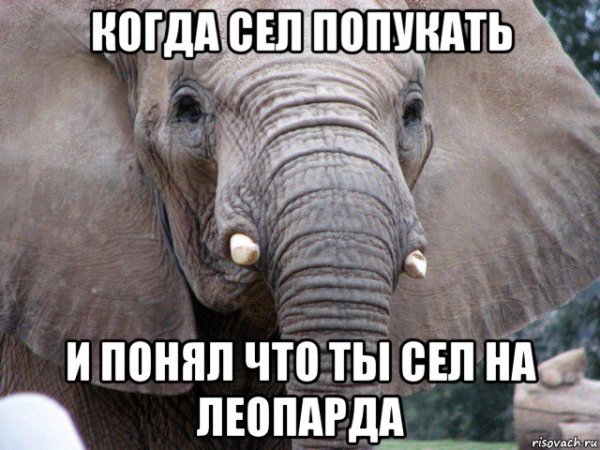 Слоник Мем