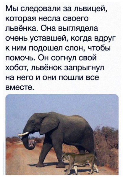 Слон несет львенка