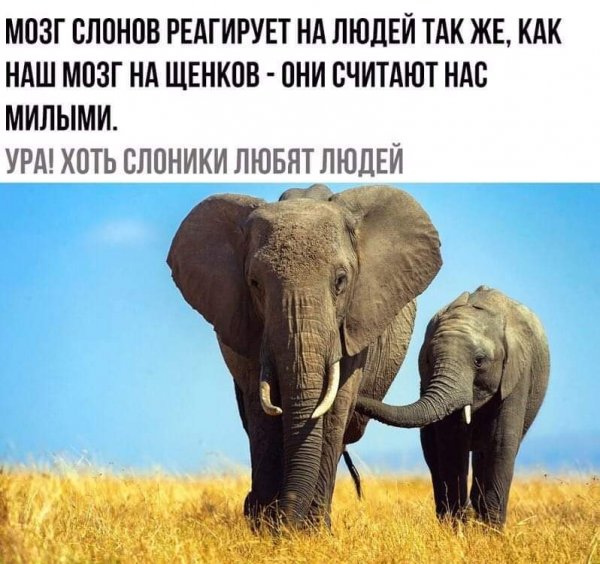 Африканский слон
