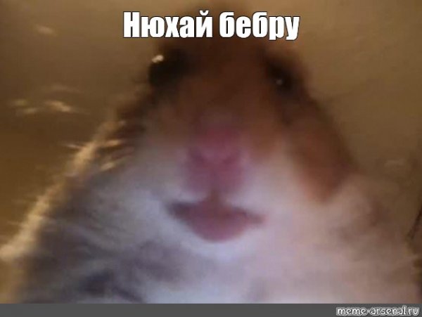 Смешной зверек