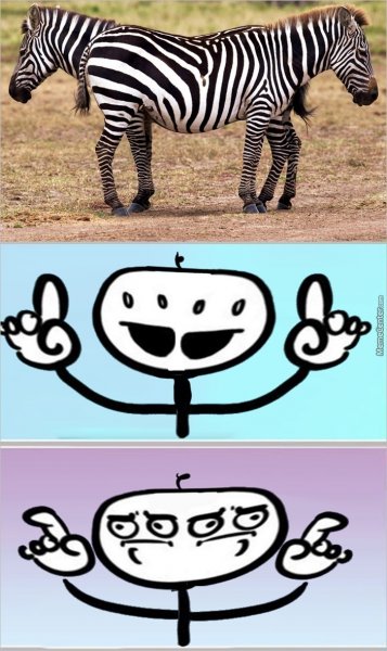 Капибара спаривание