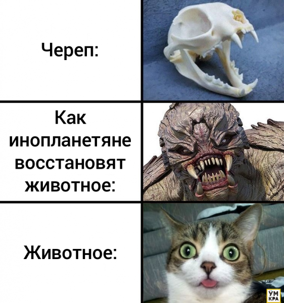 Мемы с животными