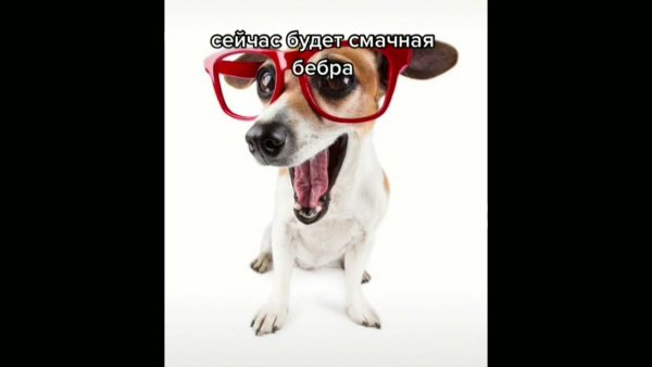 Собака прищурилась