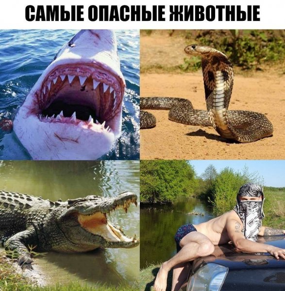Тупая лама