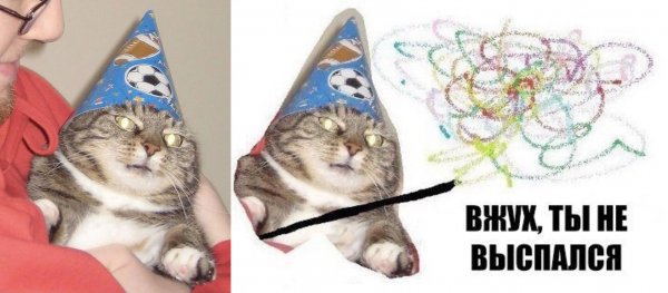 Волшебный кот вжух