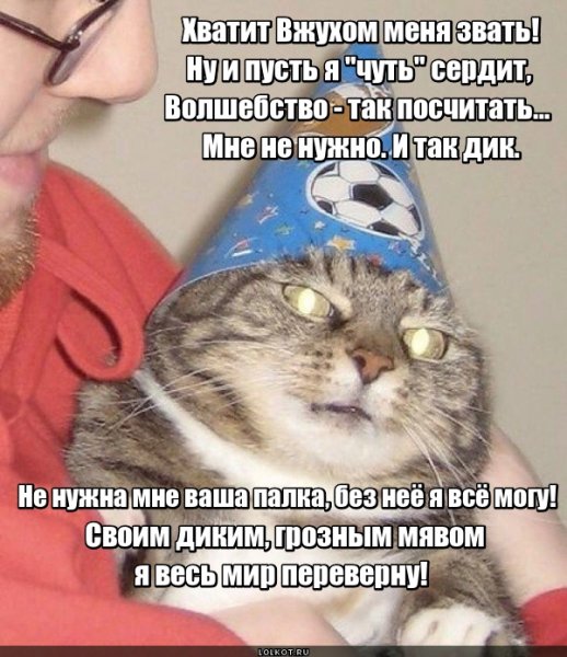 Коты вжух