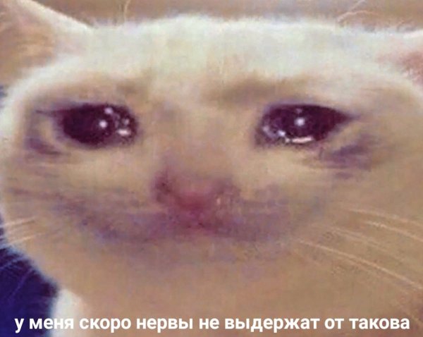 Кот плачет нет