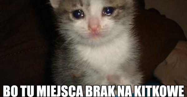 Плачущий кот