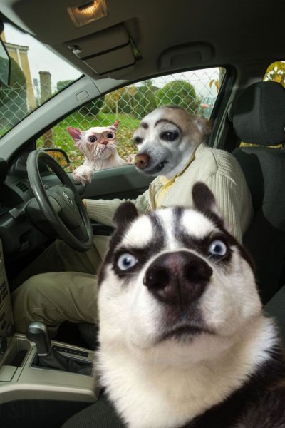 Мемы с животными