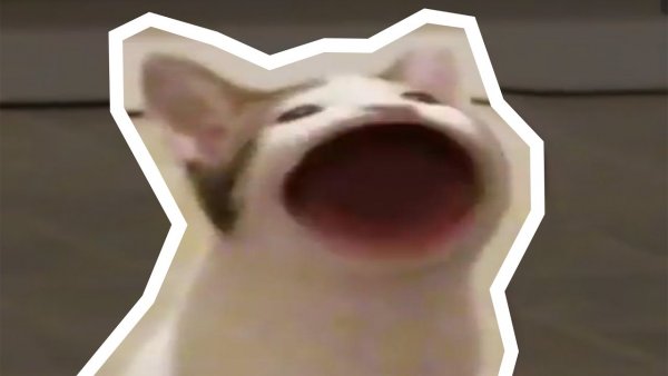 Кот широко открывает рот Мем