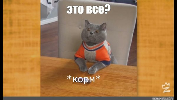 Мемы 2021 года с котиками