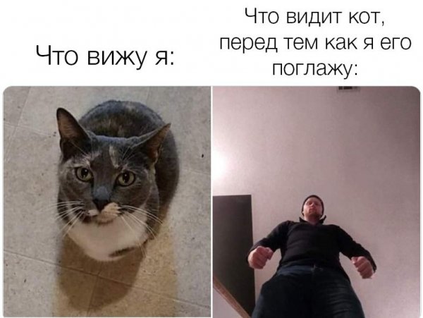 Известные мемы с котами