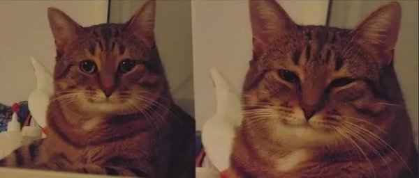 Довольный котик Мем