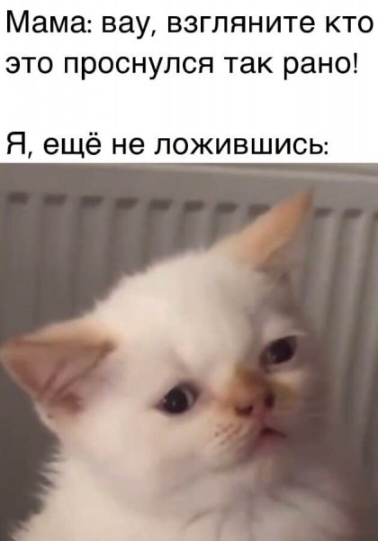 Пикчи мемы 2021 с котами