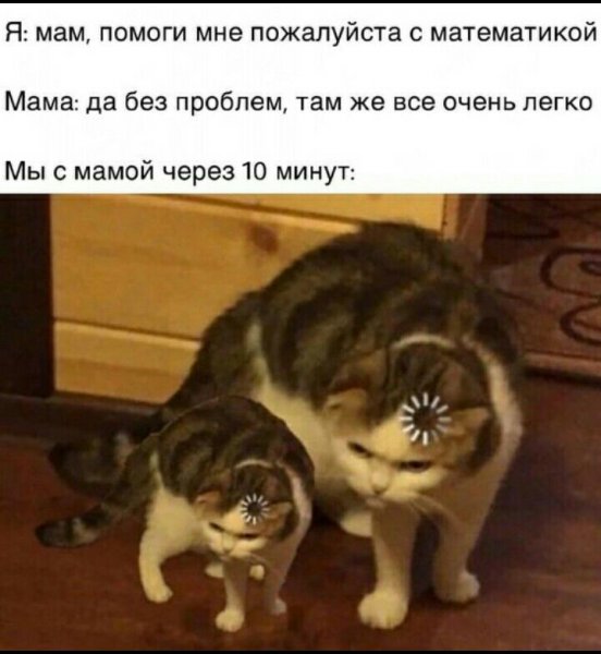 Мемы с котами 2021