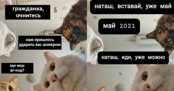 Мемы с котиками 2021