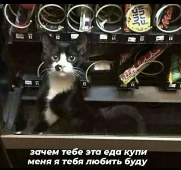Мемчик с котиком