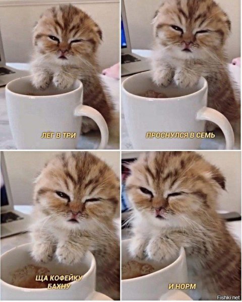 Доброе утро кот Мем