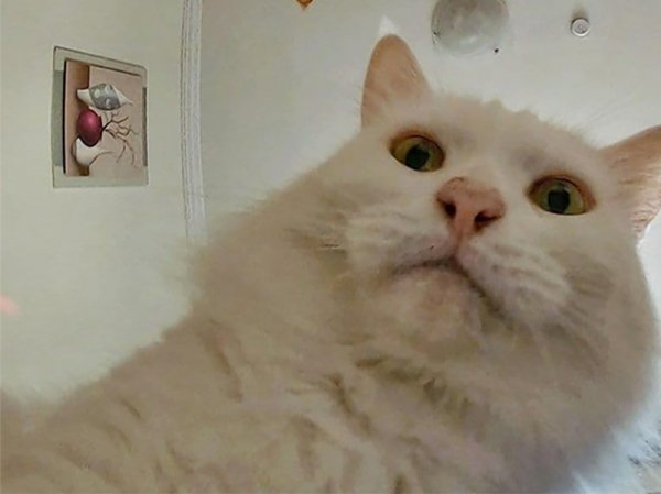 Самые популярные мемы 2021 года с котами