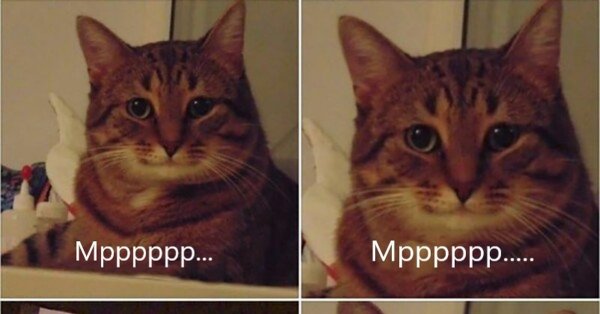 Приплыли Мем с котом