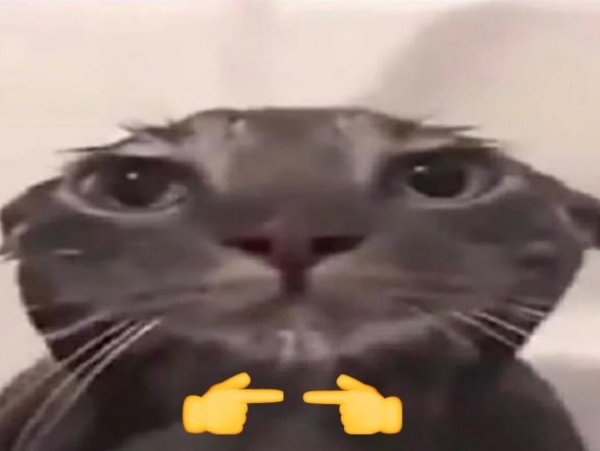 Кот снюсоед