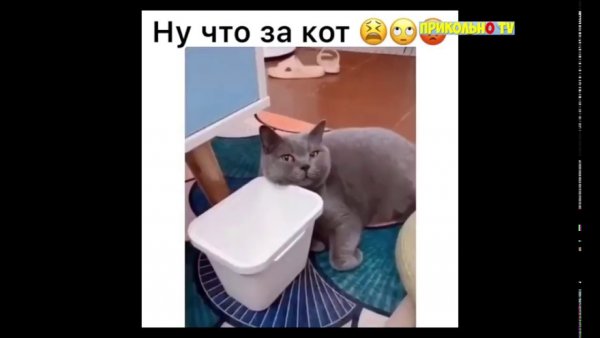 Кота ослепило Мем