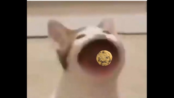 Наташа с днем рождения Мем с котом