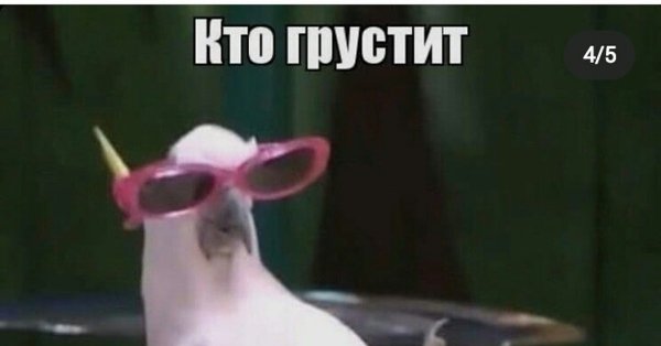 Че Пидрила