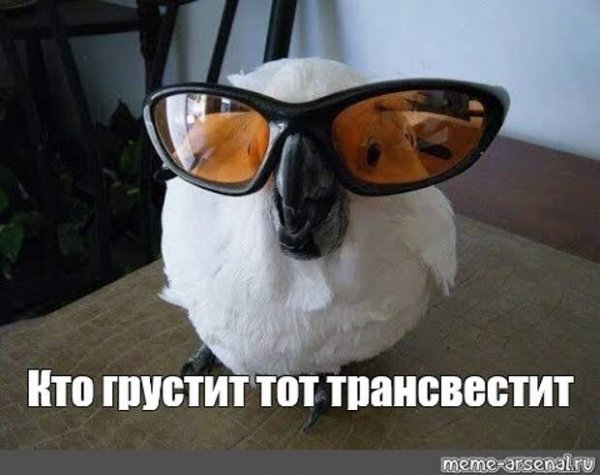 Попугай в очках Мем