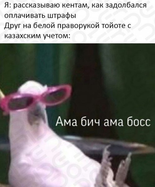 Смешной попугай в очках