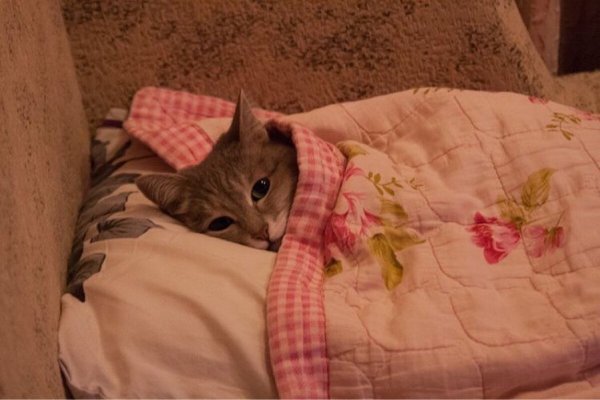 Кот под одеялом