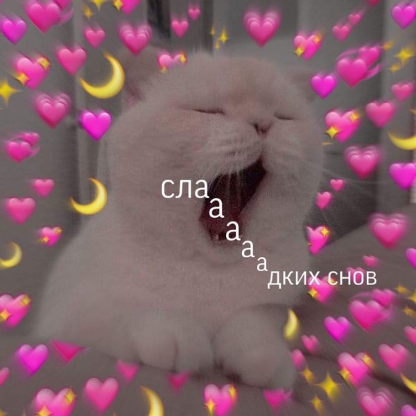 Пикчи с котиками спокойной ночи