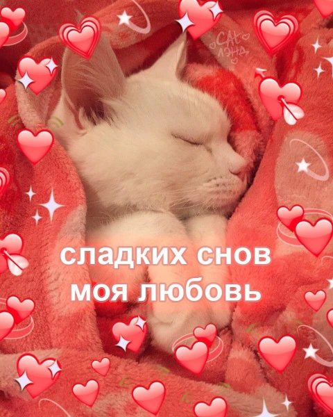 Сладких снов котик с сердечками
