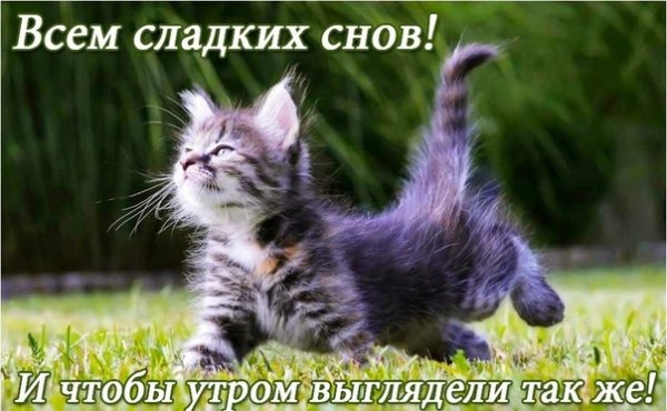 Сладких снов Мем