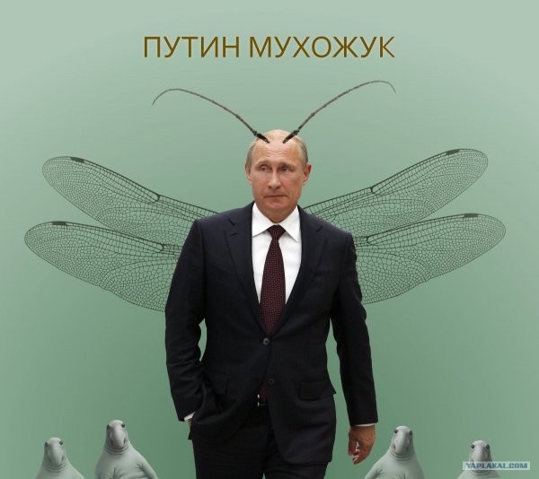Я устал я мухожук картинка