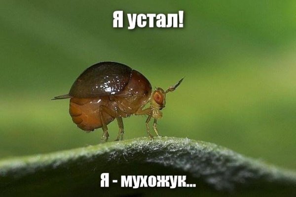 Я мухожук мухожук