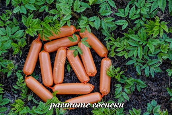 Плывите сосиски