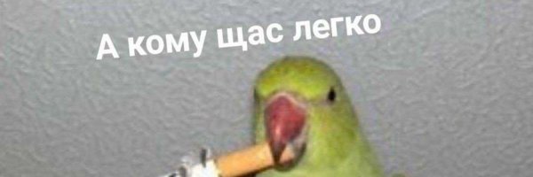 А кому сейчас легко Мем попугай
