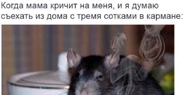 Крыса с сигаретой Мем